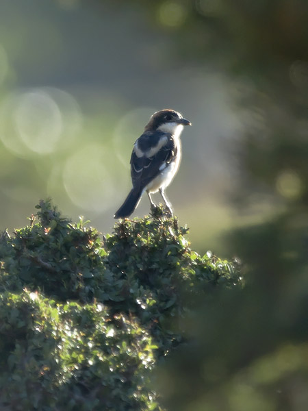 Punapäälepinkäinen, Woodchat Shrike, Lanius senator